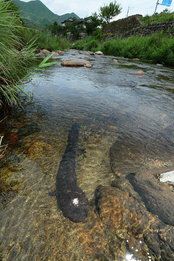 Japanese Giant Salamander In A Shallow River, Hino River Photograph by ...