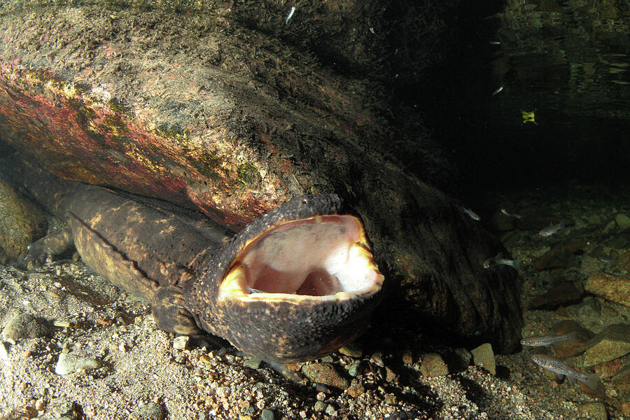 Japanese Giant Salamander Moulting Hino River, Tottori Photograph by ...