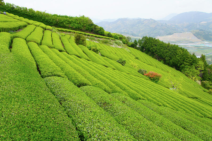 Japanese Green Tea Photograph by Roberto Maxwell