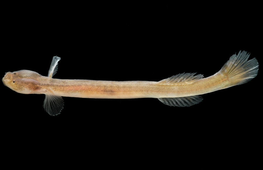 Japanese Groundwater Goby Luciogobius Photograph by Dante Fenolio