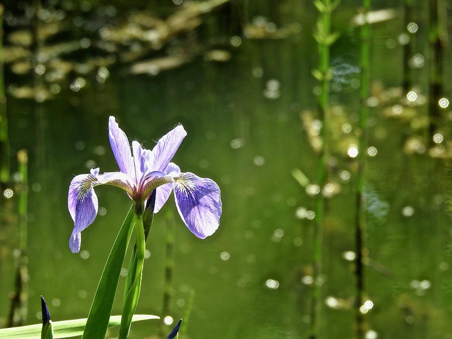 Japanese Iris By The Water Photograph by Kathy Chism
