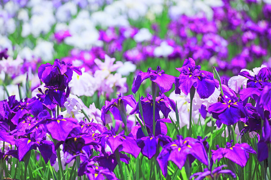 Japanese Iris Flowers In Field Photograph by Imagewerks