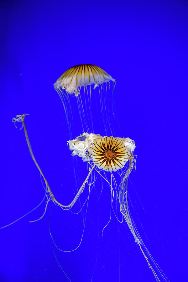 Japanese Jellyfish Photograph by Kenny Thomas