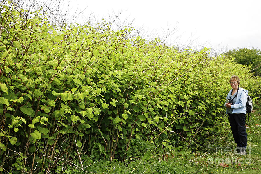 Japanese Knotweed (fallopia Japonica) Photograph by Dr Keith Wheeler/science Photo Library