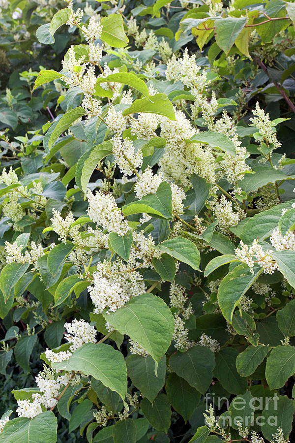 Japanese Knotweed (fallopia Japonica) Photograph By Geoff Kidd/science ...