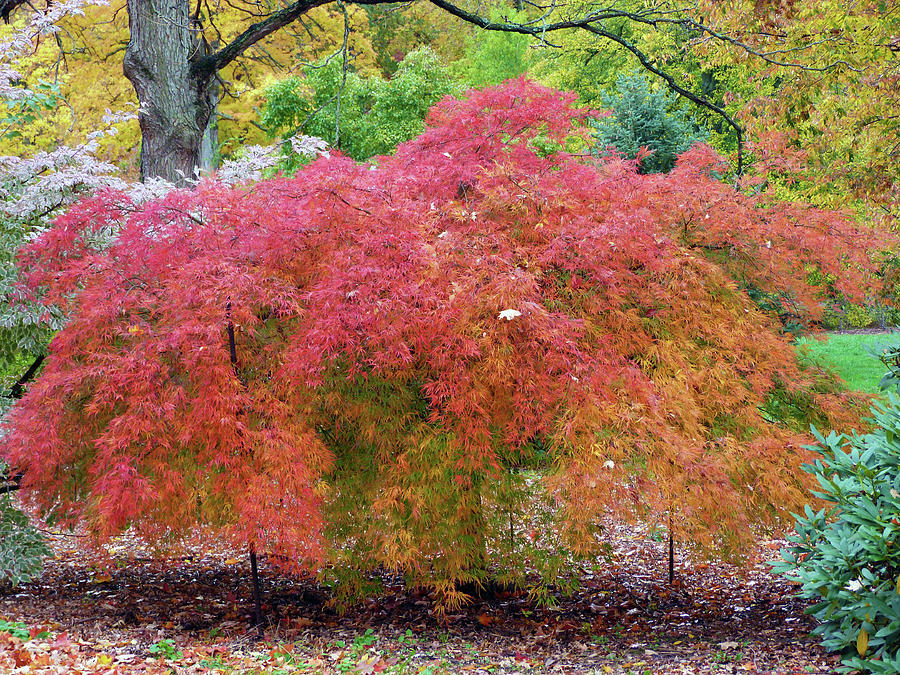 Japanese Laceleaf Maple Tree by Toni Leland Japanese Laceleaf Maple Tree by Toni Leland