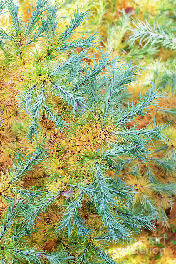 Japanese Larch Blue Dwarf Foliage in Autumn Photograph by Tim Gainey