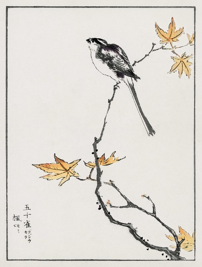 Japanese Long-tailed Tit and Maple Tree illustration from Pictorial ...