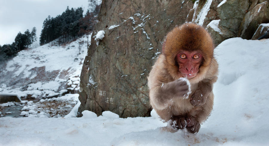 Japanese Macaque, Honshu Island, Japan Photograph by Mint Images/ Art Wolfe