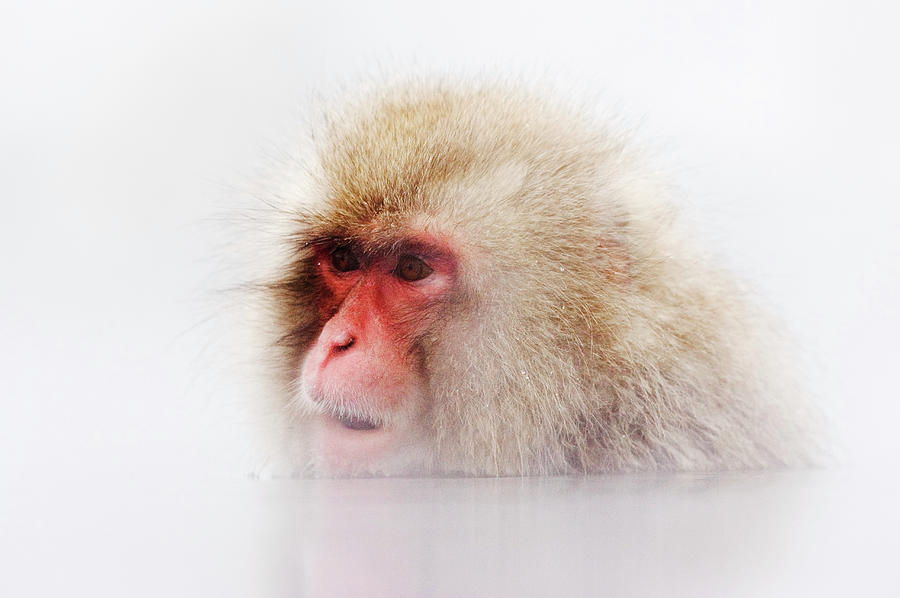 Japanese Macaque Macaca Fuscata Soaking Photograph by Jeremy Woodhouse