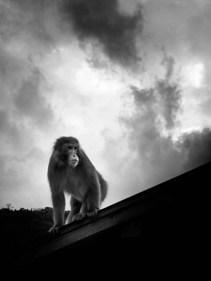 Black And White Photograph - Japanese Macaque On Roof by By Daniel Franco