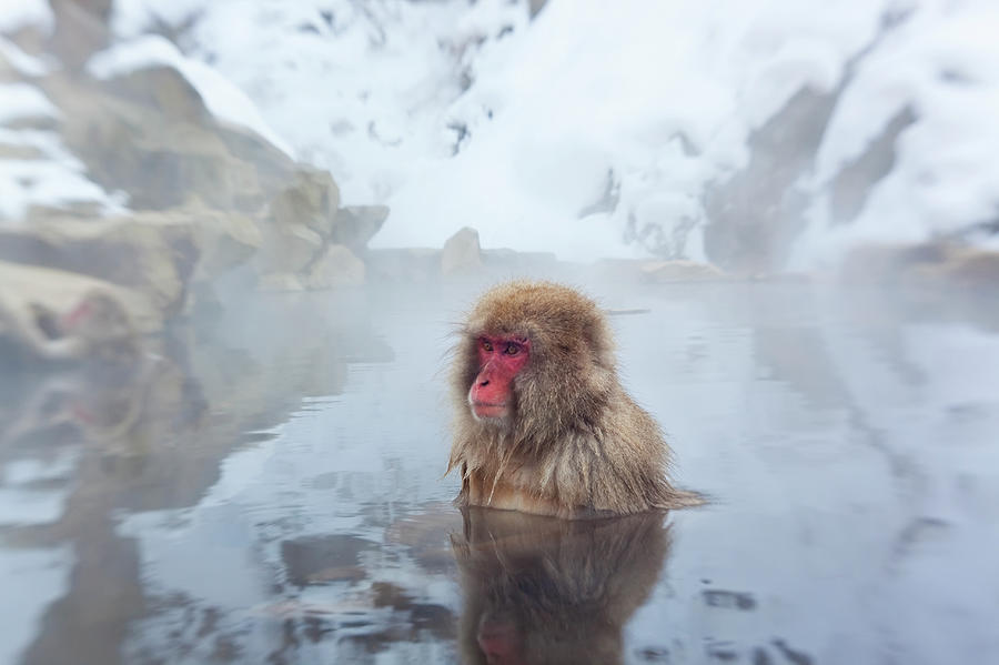 Japanese Macaque Or Snow Monkey, Japan Photograph by Peter Adams