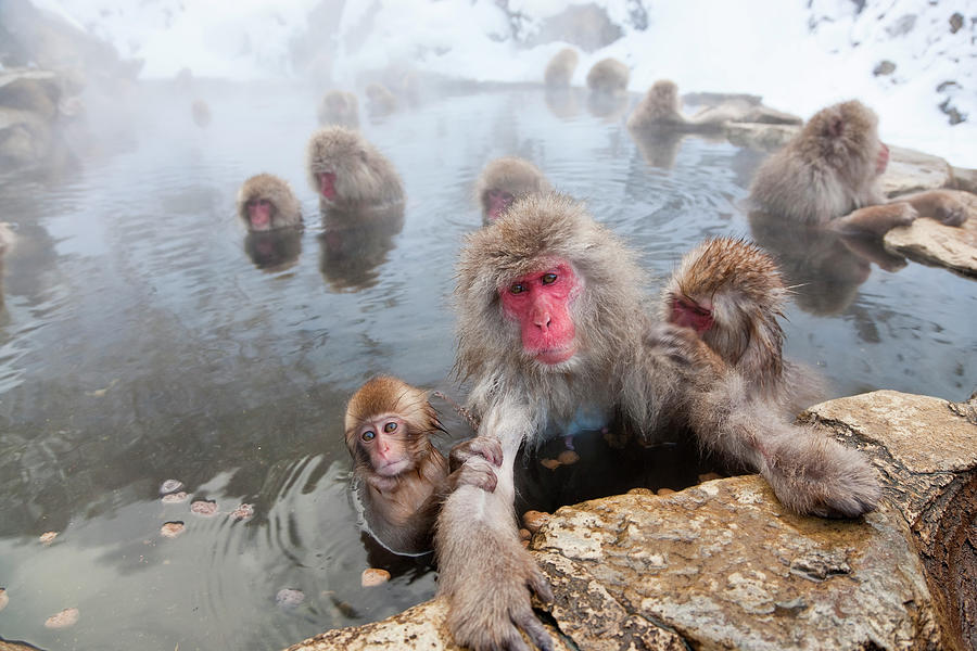 Japanese Macaque Snow Monkeys In Hot Photograph by Peter Adams