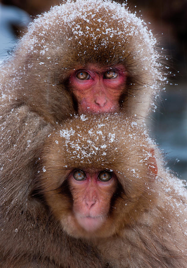 Japanese Macaques, Japanese Alps Photograph by Mint Images/ Art Wolfe