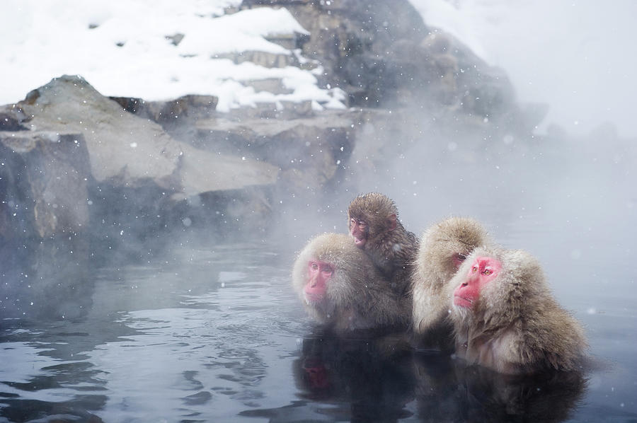 Japanese Macaques Photograph by Yusuke Okada/a.collectionrf
