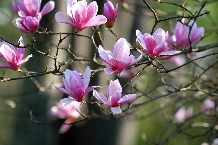 Japanese Magnolia Photograph by Darryl Brooks