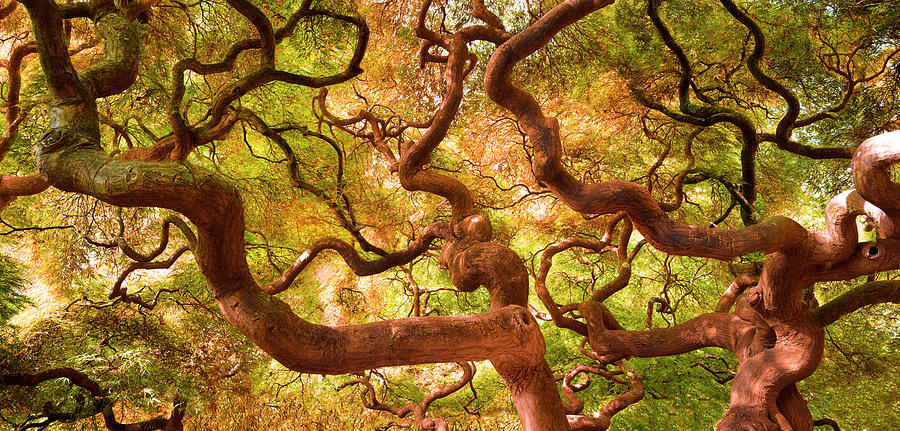 Nature Photograph - Japanese Maple 1 by Moises Levy