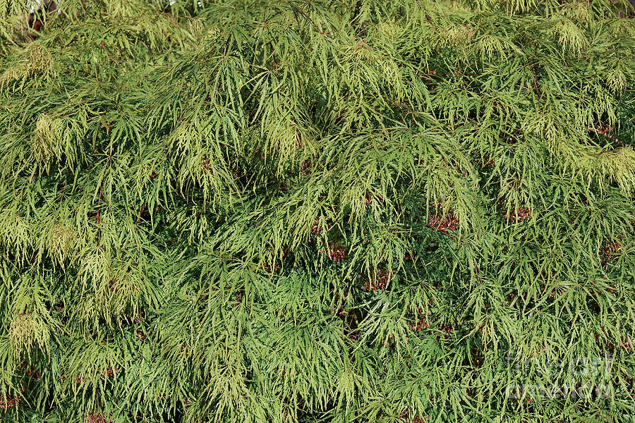 Japanese Maple (acer Palmatum) Foliage Photograph by Dr. Nick Kurzenko ...