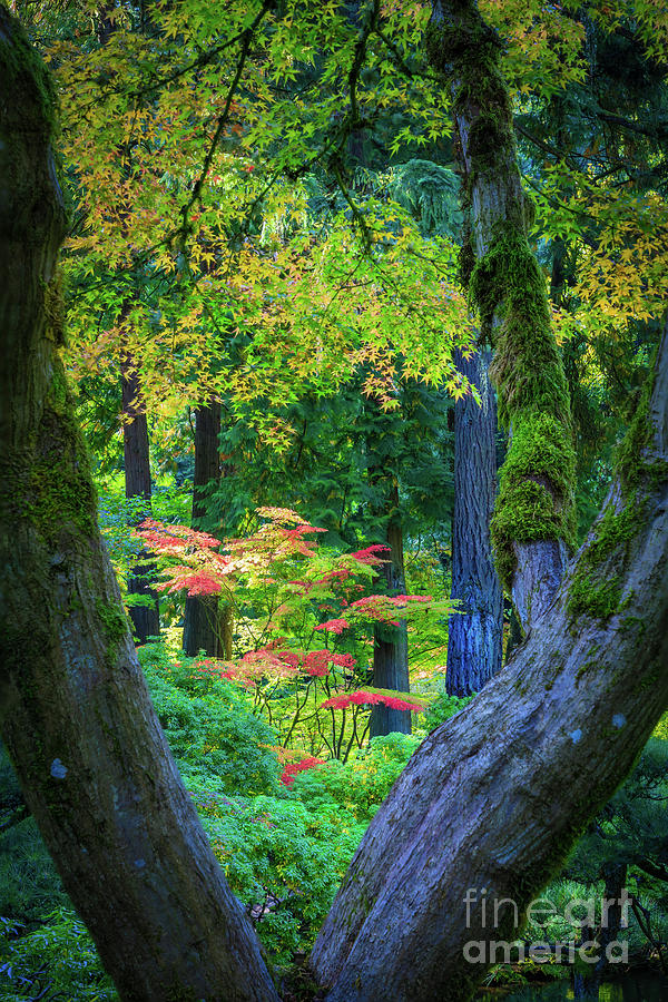 Japanese Maple and Trunk Photograph by Inge Johnsson