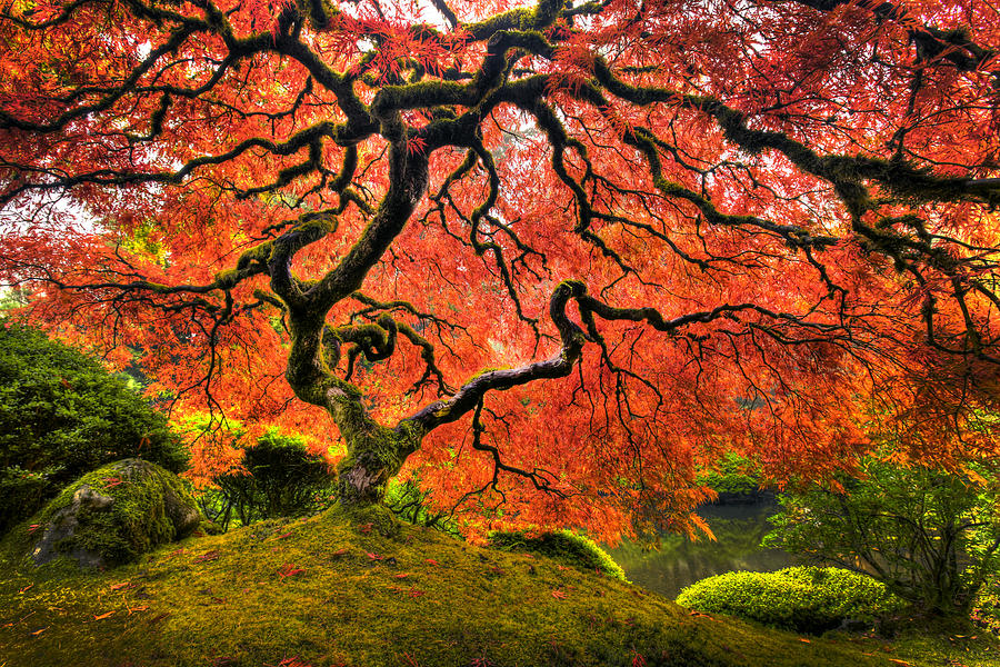 Japanese Maple Photograph by By Stephen Zimmerman