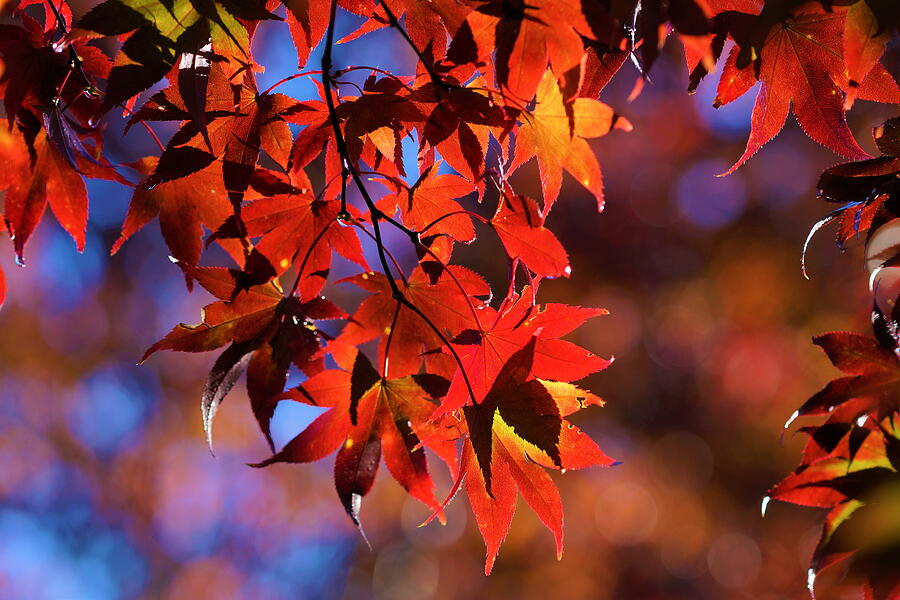 Japanese Maple Photograph By Carrie Goeringer - Fine Art America