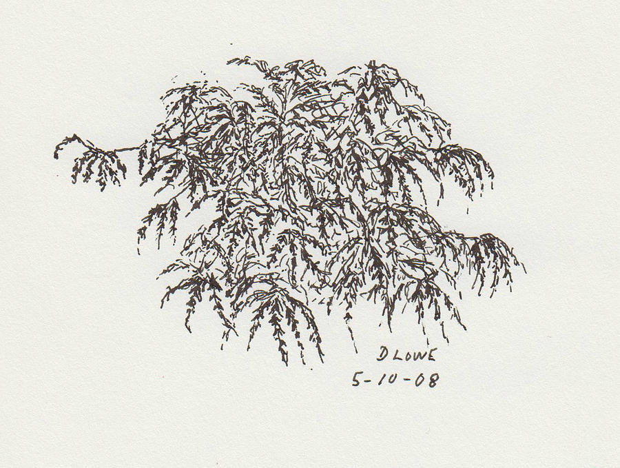 japanese maple tree drawing
