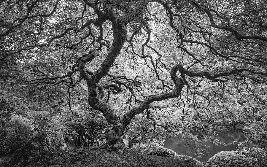 Japanese Maple in BW Photograph by Joseph Smith
