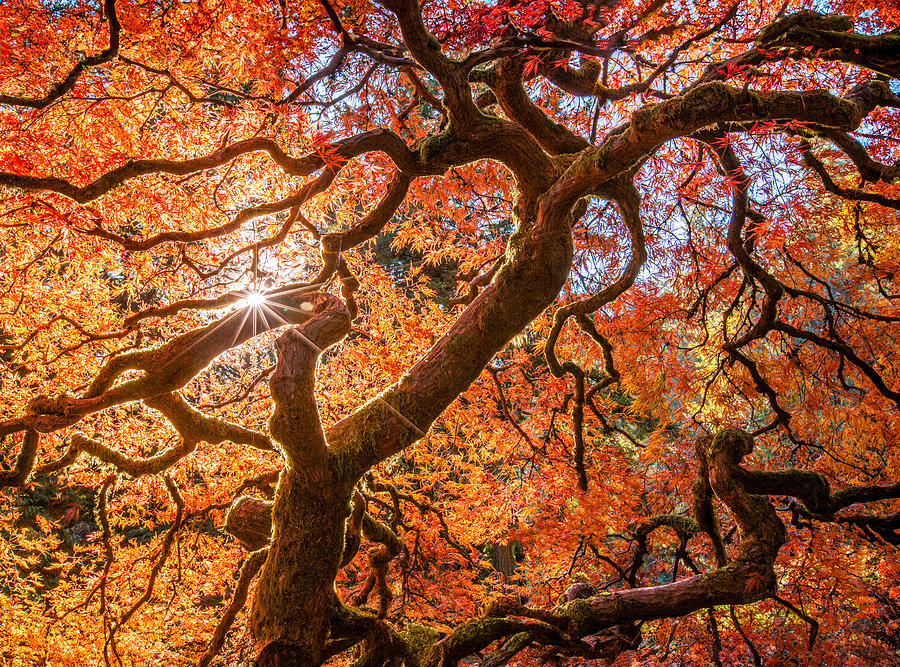 Nature Photograph - Japanese Maple In Portland Usa by Joy Pingwei Pan