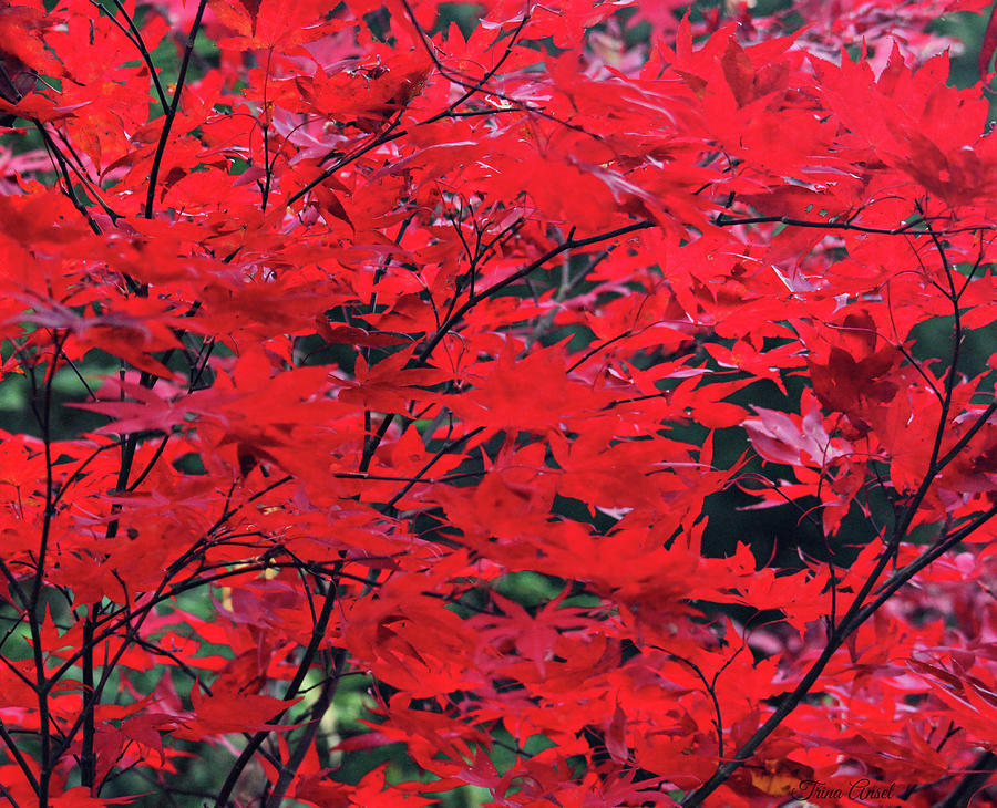 Japanese Maple in the Fall Photograph by Trina Ansel