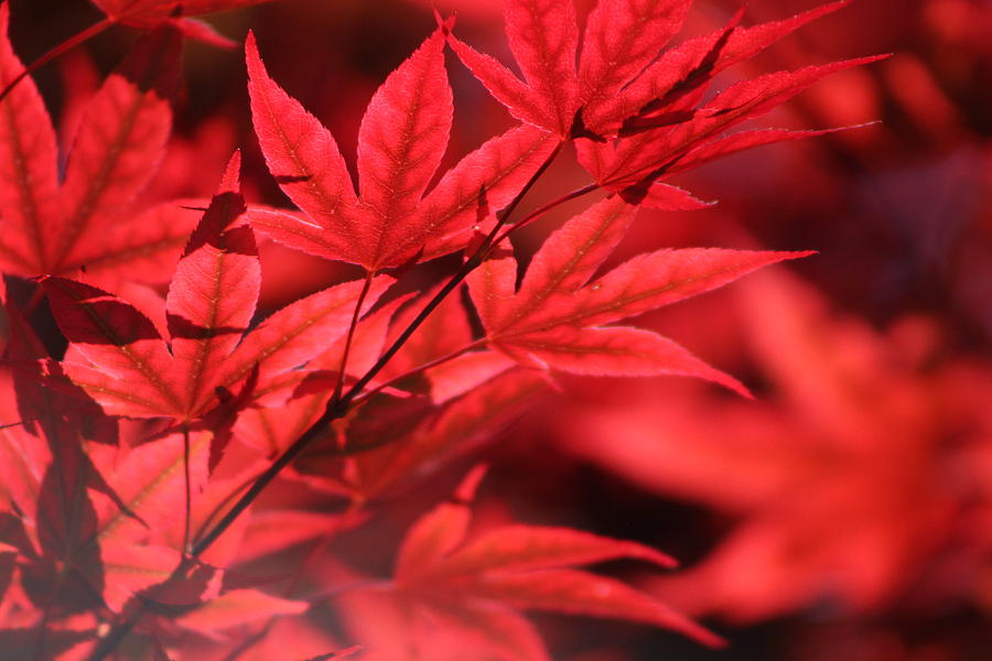 Japanese Maple Leaves in Sangria Red Photograph by Colleen Cornelius