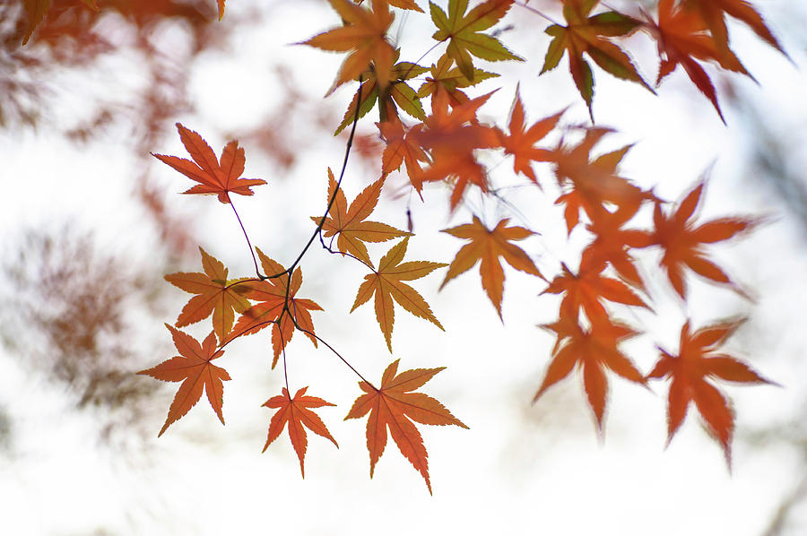 Japanese Maple Leaves Poetry 2 Photograph by Jenny Rainbow