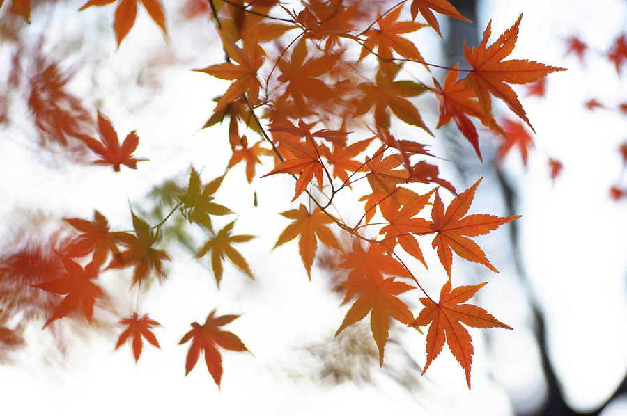 Japanese Maple Leaves Poetry Photograph by Jenny Rainbow