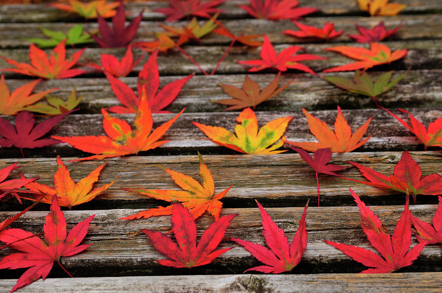 Japanese Maple Leaves Photograph by Toshiaki Ono/a.collectionrf