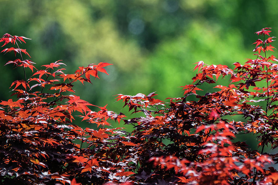 Japanese Maple Photograph by Mary Ann Artz