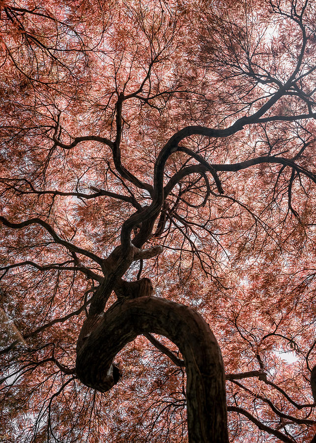 Tree Photograph - Japanese Maple by Max Pang