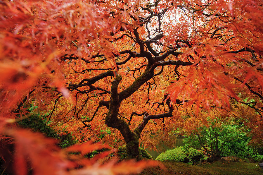 Japanese Maple Photograph by Piriya Photography