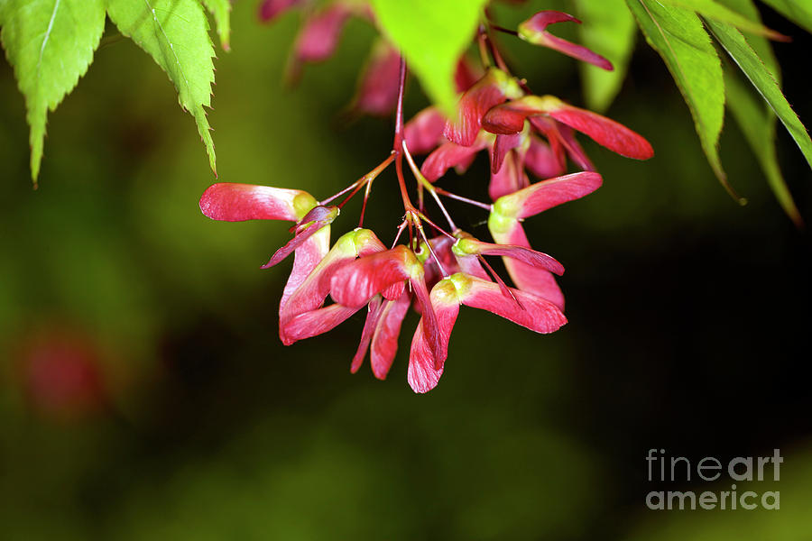 Japanese Maple Seeds Photograph By Dr Keith Wheeler Science Photo   Japanese Maple Seeds Dr Keith Wheelerscience Photo Library 