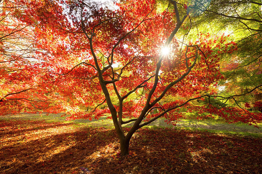 Westonbirt Arboretum Photograph - Japanese Maple by Tony Howell