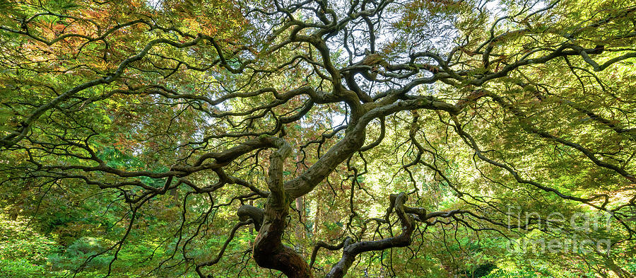 Japanese Maple Tree Branches Pano Photograph by Michael Ver Sprill
