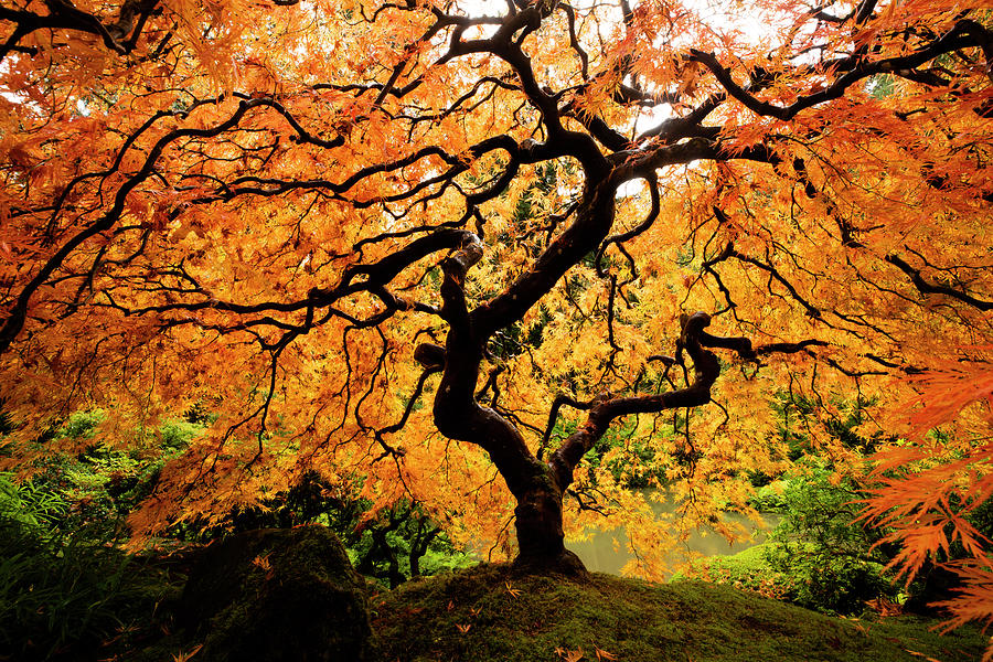 Japanese Maple Tree In Autumn, Japanese Photograph by Panoramic Images ...