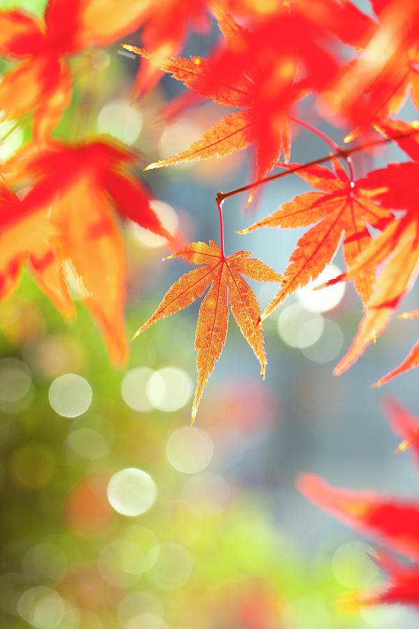 Japanese Maple Tree In Autumn Photograph by Mizuki/a.collectionrf