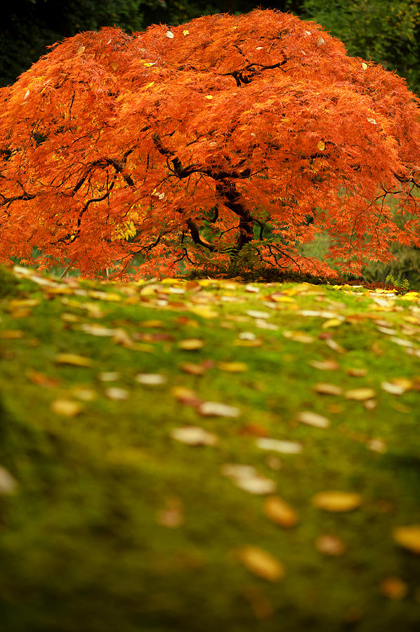 Japanese Maple Tree In Autumn Photograph by Patrick Wadle