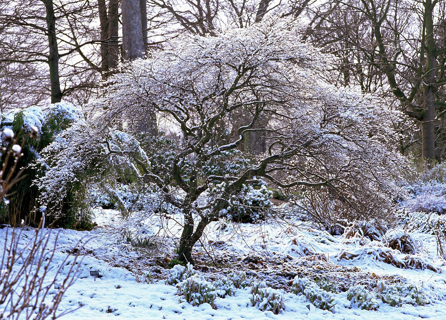 Japanese Maple Tree In Snow Photograph by Edinburgh Botanical Gardnes/science Photo Library