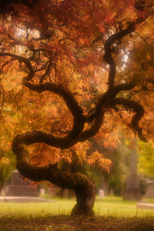 Japanese Maple Tree In Spring Photograph by Patrick Wadle