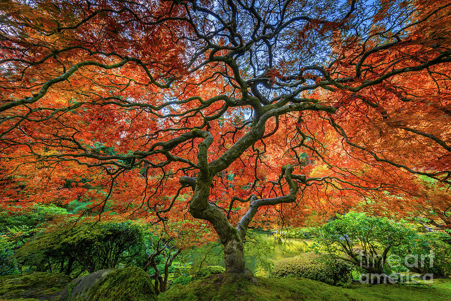 Portland Photograph - Japanese Maple Tree by Inge Johnsson