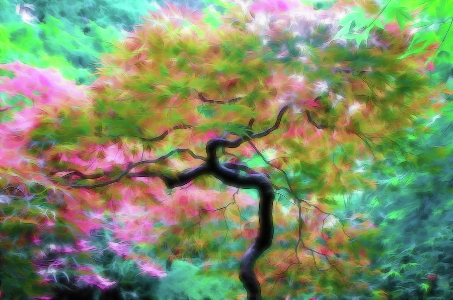 Japanese Maple Tree Photograph - Japanese Maple Tree Paint by Athena Mckinzie Japanese Maple Tree Photograph - Japanese Maple Tree Paint by Athena Mckinzie