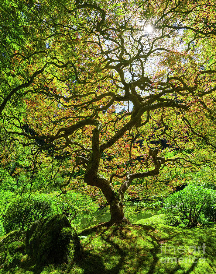 Japanese Maple Tree Panorama  Photograph by Michael Ver Sprill