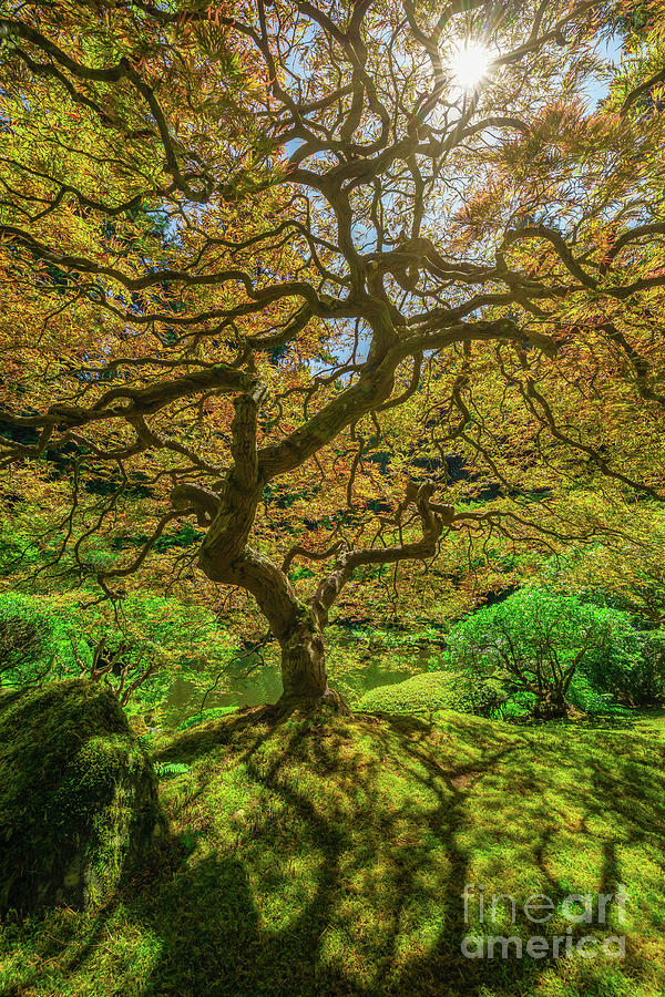 Japanese Maple Tree Sun Burst Photograph by Michael Ver Sprill