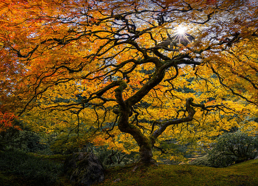 Japanese Maple Tree Photograph by Yanny Liu - Fine Art America