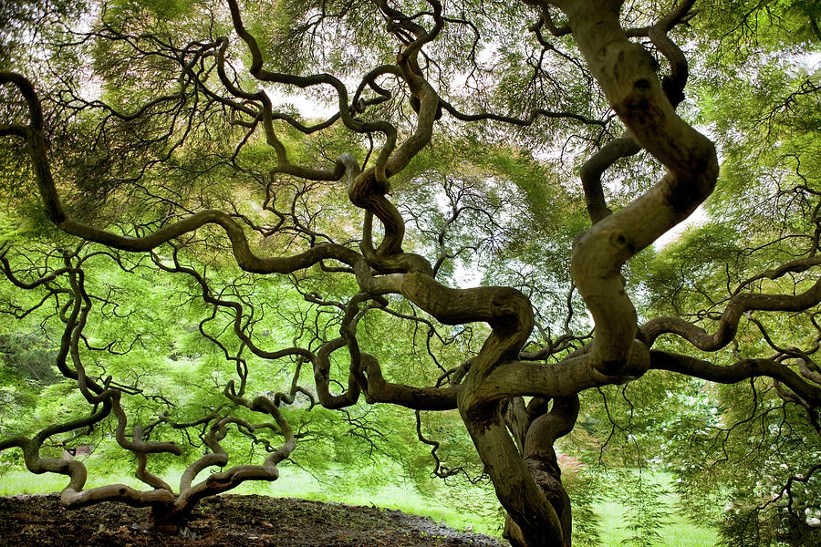 Japanese Maple Trees Photograph by Greg Pease